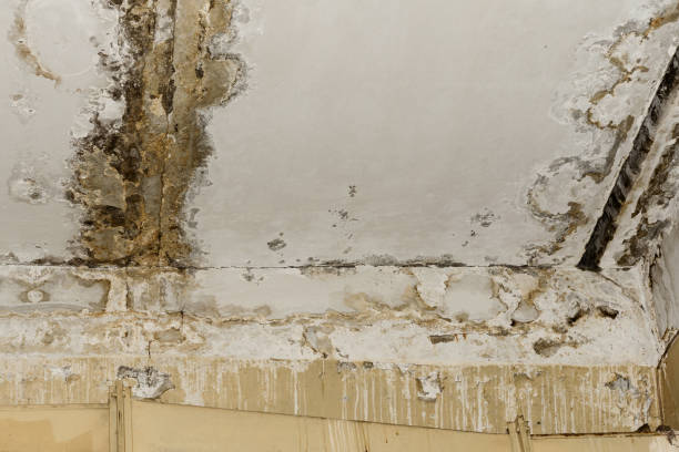 Trusted Langley, SC Mold Removal Experts