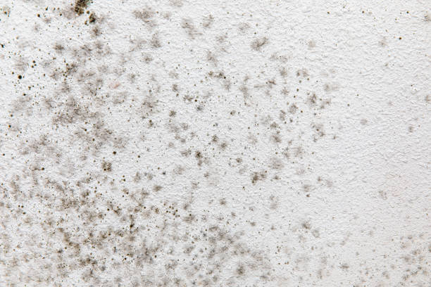 Best Indoor Air Quality Assessment  in Langley, SC