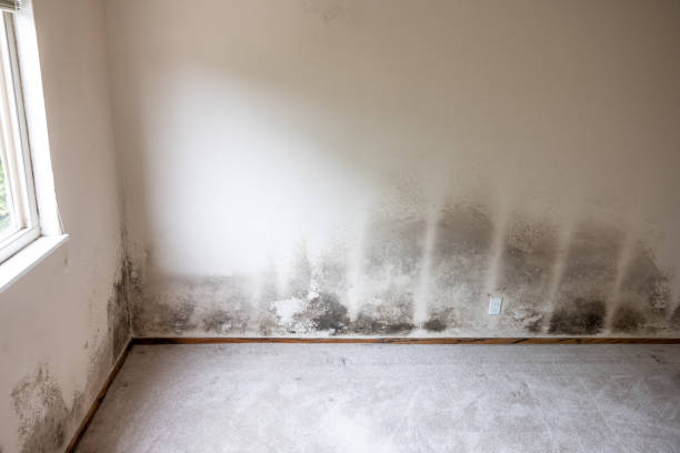 Mold Remediation for Rental Properties in Langley, SC