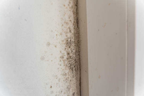 Best Real Estate Mold Inspection  in Langley, SC